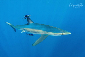 Blue Shark, Cabo San Lucas  México by Alejandro Topete 